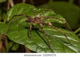 Attēlu rezultāti vaicājumam “Aranei”