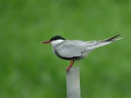 Attēlu rezultāti vaicājumam “Chlidonias hybrida”