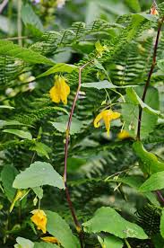 Attēlu rezultāti vaicājumam “Impatiens noli-tangere leaf”
