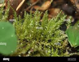 Attēlu rezultāti vaicājumam “Eurhynchium angustirete sporophyte”