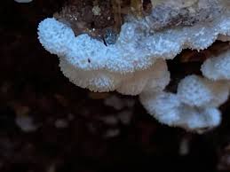 Attēlu rezultāti vaicājumam “Enteridium liceoides”