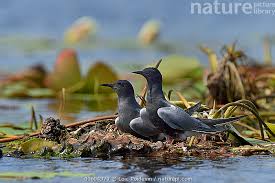 Attēlu rezultāti vaicājumam “Chlidonias niger”
