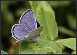 Attēlu rezultāti vaicājumam “Everes argiades underside”