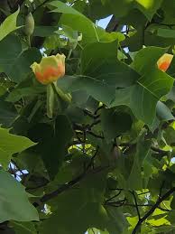 Attēlu rezultāti vaicājumam “Populus x jackii flower”