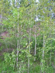 Attēlu rezultāti vaicājumam “Populus laurifolia”