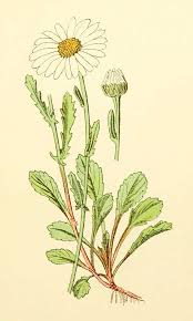 Image result for Chrysanthemum leucanthemum