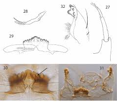 Attēlu rezultāti vaicājumam “Tanytarsus”