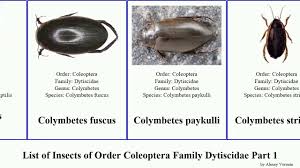 Attēlu rezultāti vaicājumam “Colymbetes paykulli”