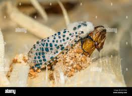 Attēlu rezultāti vaicājumam “Aleurochiton aceris nymph”