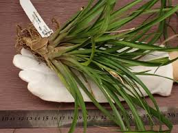 Image result for tillandsia umbellata