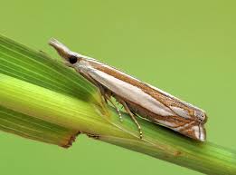 Attēlu rezultāti vaicājumam “Crambus heringiellus”