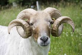 Attēlu rezultāti vaicājumam “Ovis aries”