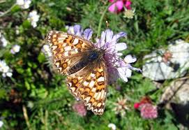 Attēlu rezultāti vaicājumam “Melitaea phoebe upperside”