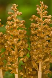 Attēlu rezultāti vaicājumam “Neottia nidus-avis flower”