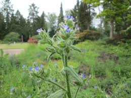 Attēlu rezultāti vaicājumam “Anchusa arvensis”