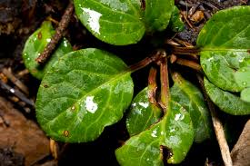 Attēlu rezultāti vaicājumam “Pyrola chlorantha leaf”