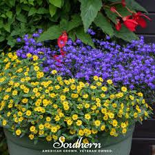 Image result for Sanvitalia procumbens