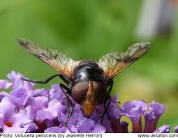 Attēlu rezultāti vaicājumam “Volucella pellucens”