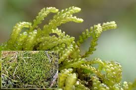 Attēlu rezultāti vaicājumam “Anastrophyllum minutum”