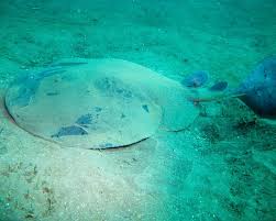 Image result for Tetronarce nobiliana