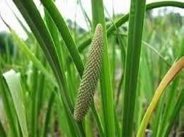 Attēlu rezultāti vaicājumam “Acoraceae”