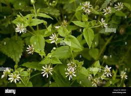 Attēlu rezultāti vaicājumam “Myosoton aquaticum”