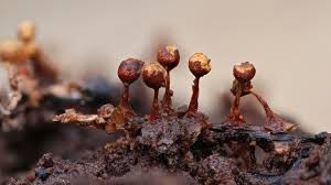 Attēlu rezultāti vaicājumam “Trichia botrytis stalked”