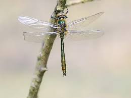 Attēlu rezultāti vaicājumam “Cordulia aenea”