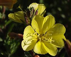 Attēlu rezultāti vaicājumam “Oenothera rubricauli flower”
