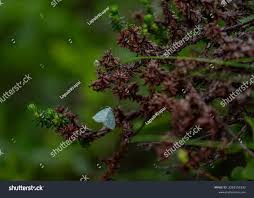 Attēlu rezultāti vaicājumam “Jodis putata”