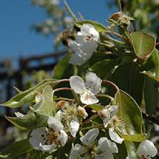 Attēlu rezultāti vaicājumam “Pyrus communis leaf”