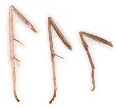 Attēlu rezultāti vaicājumam “Pediasia fascelinella”