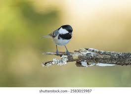 Attēlu rezultāti vaicājumam “Periparus ater adult”