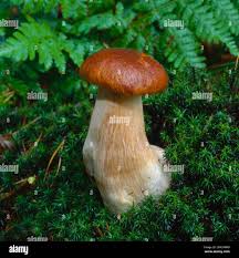 Attēlu rezultāti vaicājumam “Boletus pinophilus”