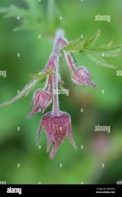 Attēlu rezultāti vaicājumam “Geum rivale bud”