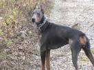 Blue doberman, color mutant alopecia experiences? - Doberman Forum ...
