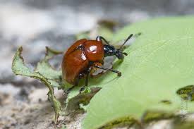 Attēlu rezultāti vaicājumam “Attelabus nitens”