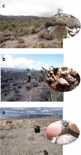 Attēlu rezultāti vaicājumam “Syntrichia ruralis var. ruralis sporophyte”