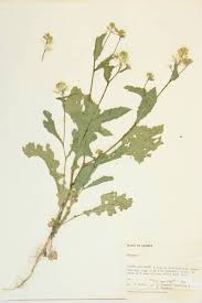 Attēlu rezultāti vaicājumam “Cruciferae”