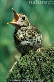 Attēlu rezultāti vaicājumam “Turdus philomelos juvenile”