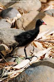 Attēlu rezultāti vaicājumam “Gallinula chloropus juvenile”