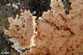 Attēlu rezultāti vaicājumam “Junghuhnia collabens”