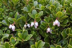 Attēlu rezultāti vaicājumam “Arctostaphylos uva-ursi leaf”