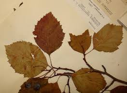 Attēlu rezultāti vaicājumam “Crataegus x macrocarpa leaf”