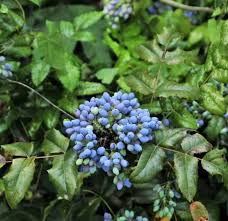 Attēlu rezultāti vaicājumam “Mahonia aquifolium”