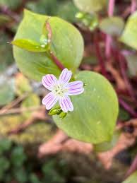 Attēlu rezultāti vaicājumam “Claytonia sibirica flower”