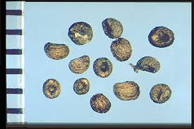 Attēlu rezultāti vaicājumam “Galium album fruit”