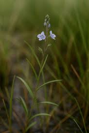 Attēlu rezultāti vaicājumam “Veronica scutellata”