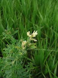 Attēlu rezultāti vaicājumam “Medicago sativa subsp. falcata”