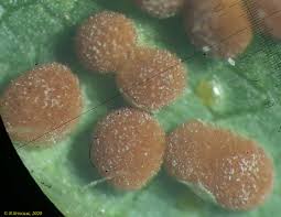 Attēlu rezultāti vaicājumam “Puccinia agrostidis”